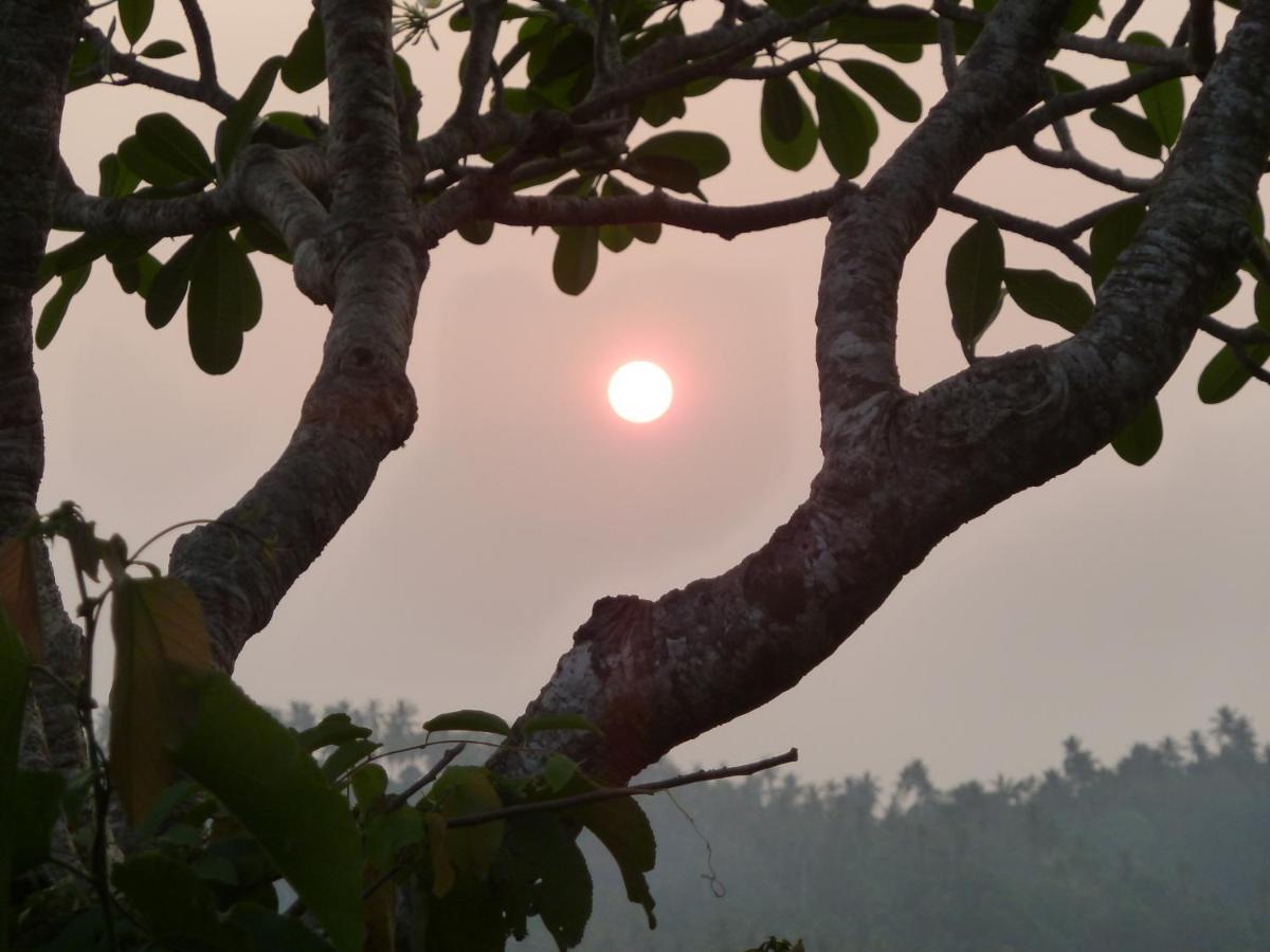 Ancient Tree Hotel Mirissa Ngoại thất bức ảnh