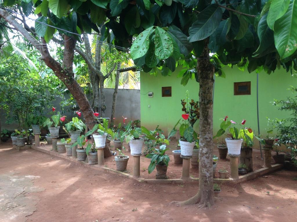 Ancient Tree Hotel Mirissa Ngoại thất bức ảnh