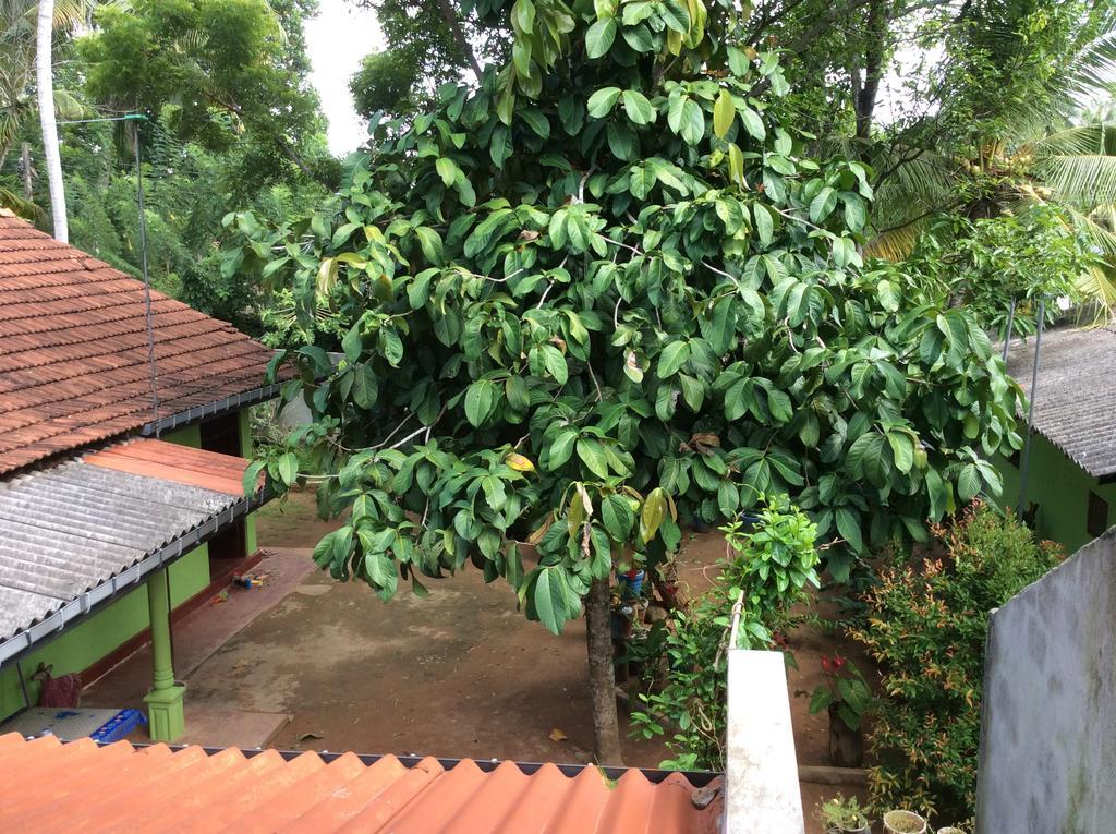 Ancient Tree Hotel Mirissa Ngoại thất bức ảnh
