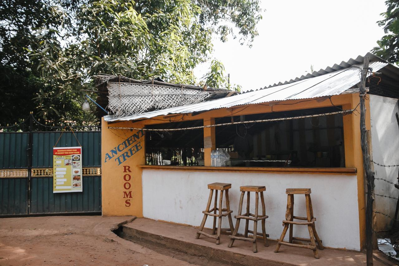 Ancient Tree Hotel Mirissa Ngoại thất bức ảnh